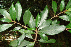 Isonandra lanceolata